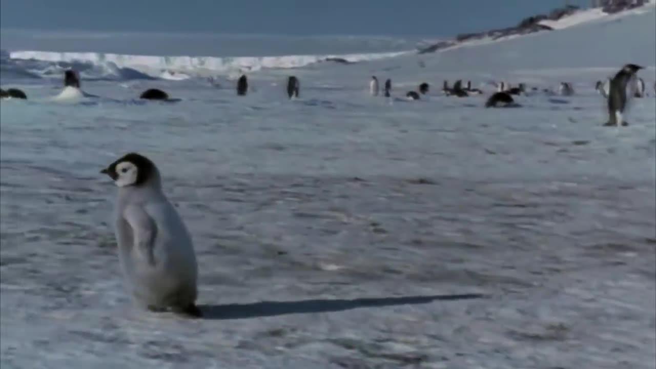 funny penguines