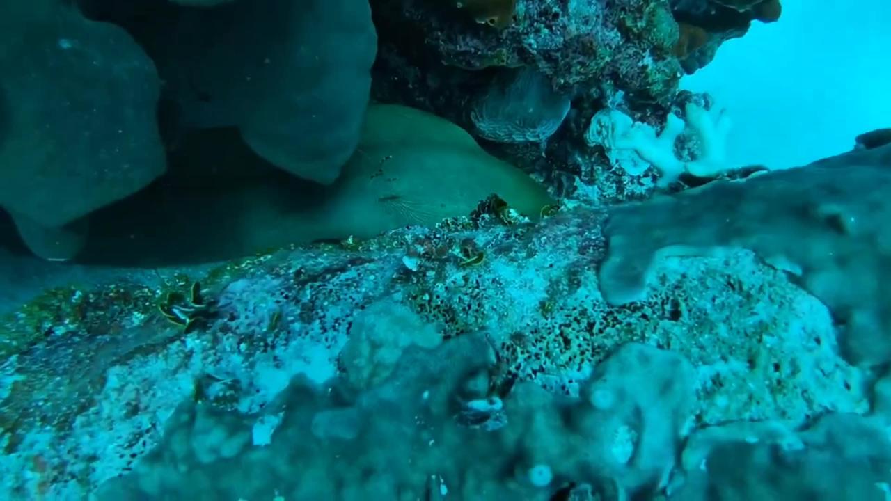 Green Moray Eel hiding in the reef