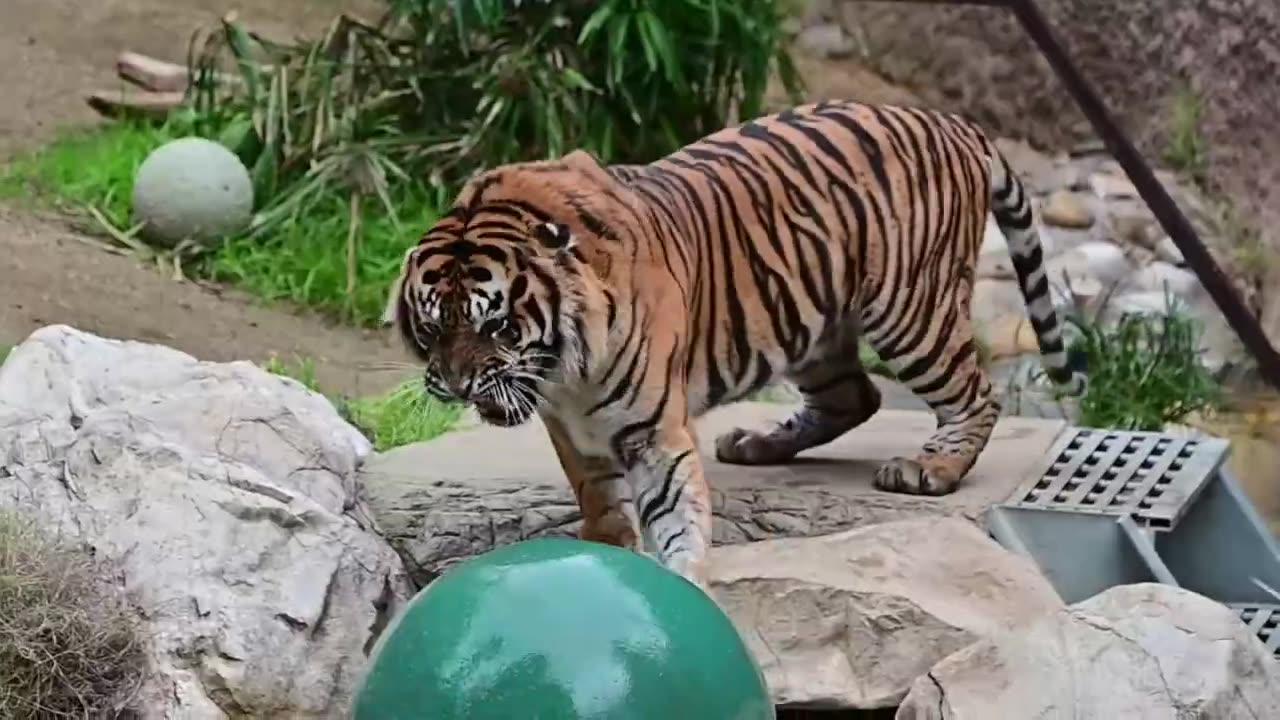 ROAR! CJ The Sumatran Tiger vs. Boomer Ball