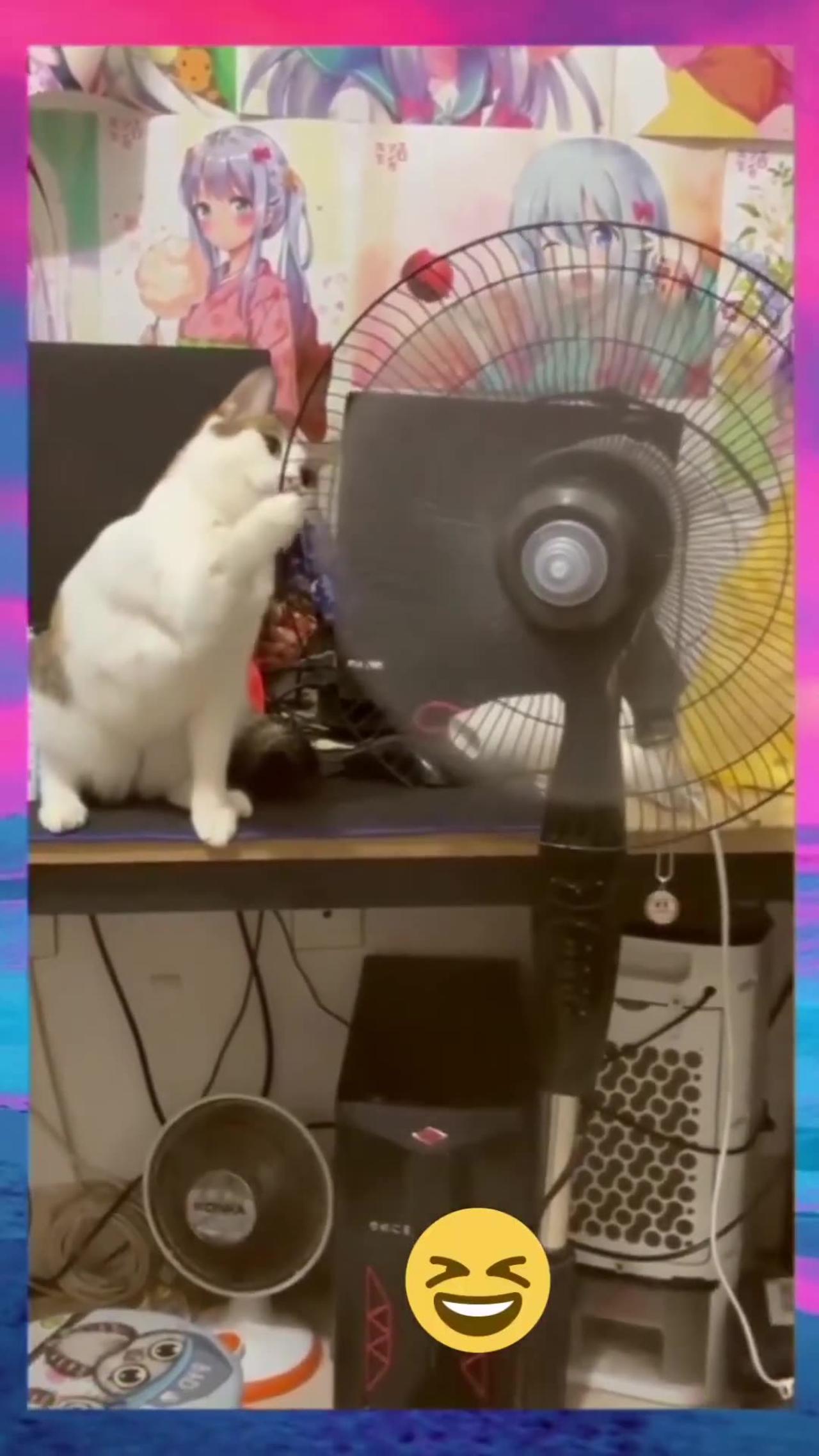 Funny animal videos 2024 - One News Page VIDEO