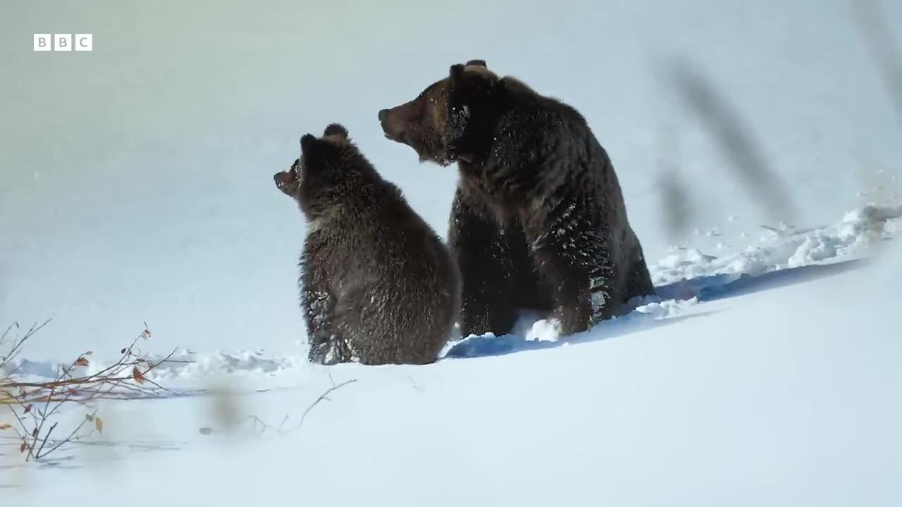 A Fragile Future for the Yukon’s Ice Bears _ Our Planet Earth _ BBC Earth