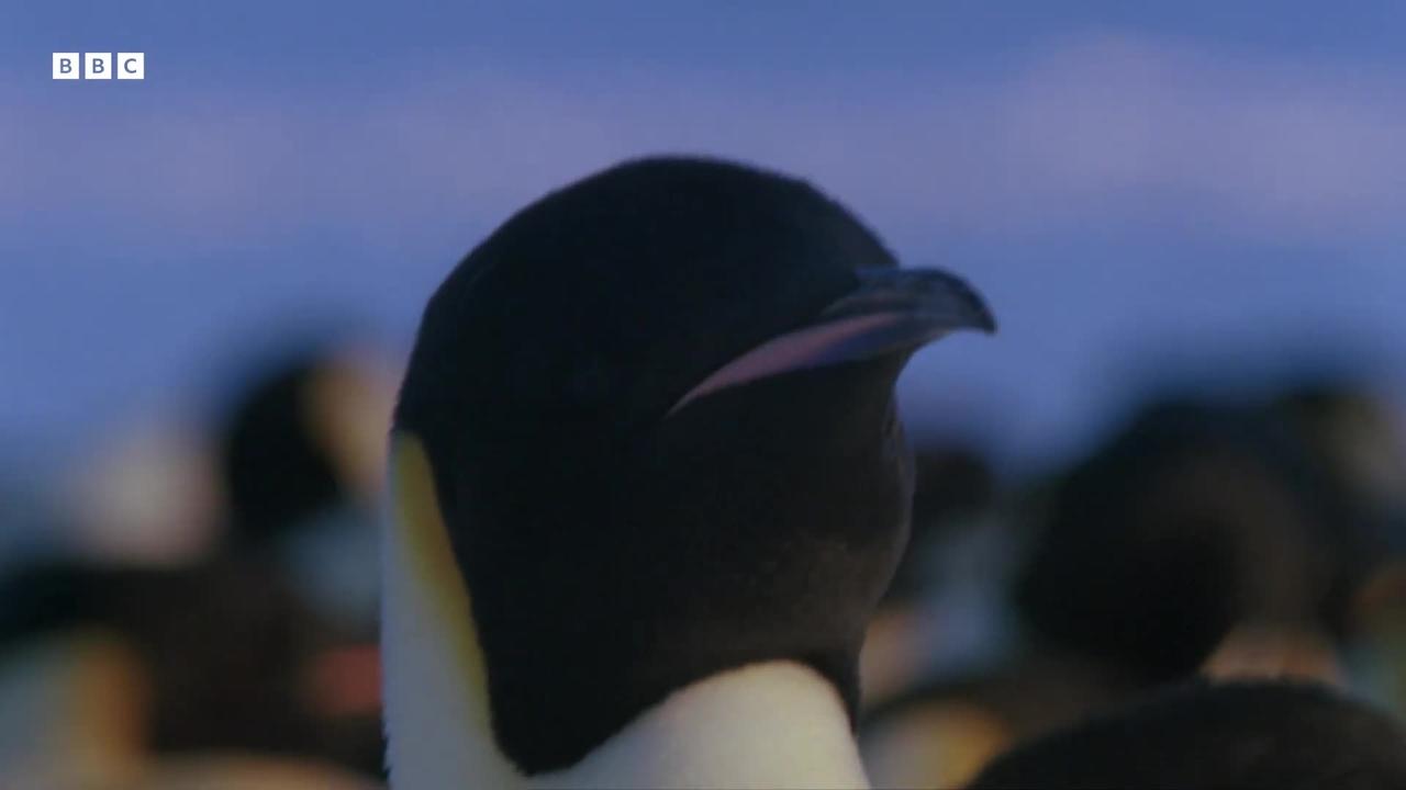 The Fight to Feed Penguin Chicks | Natural World: Wild Mothers and Babies | BBC Earth