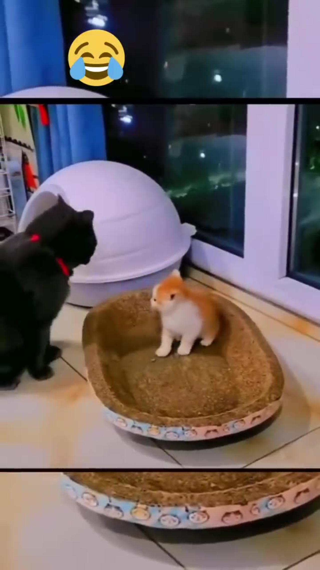 Funny animals, funny cats and dogs reactions🐶🙀🤗🤣