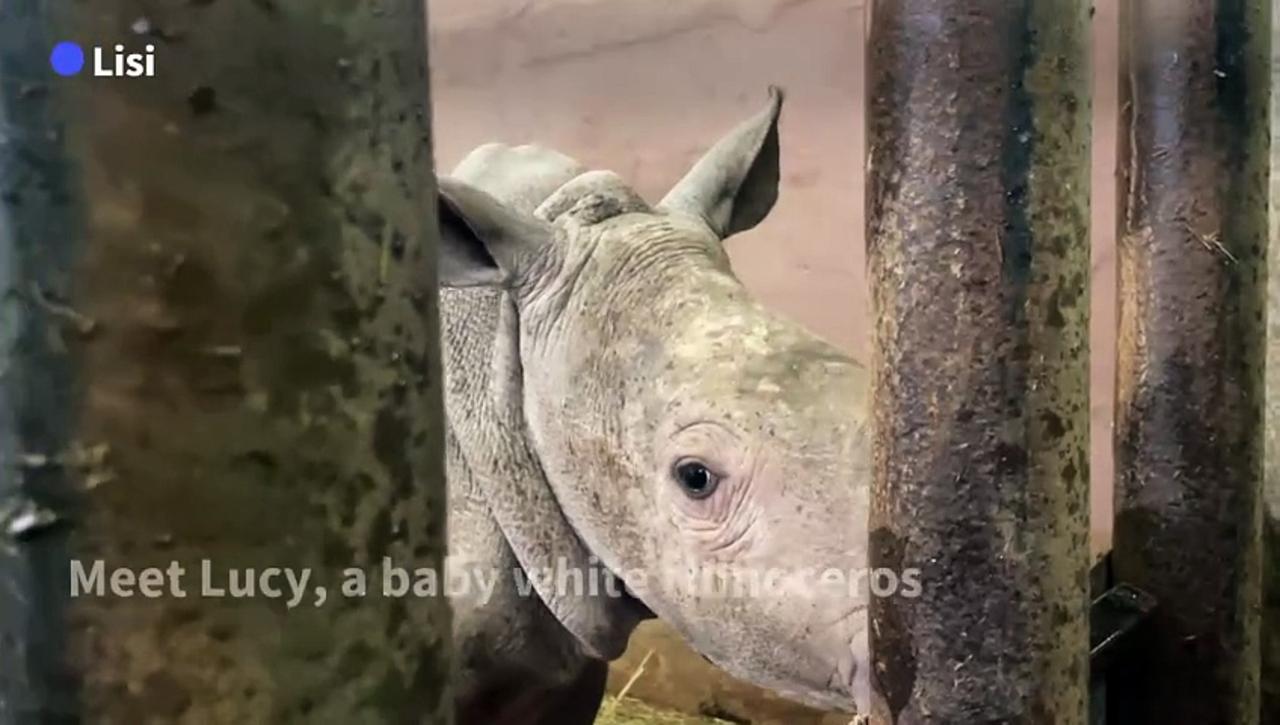 Lucy, a baby white rhinoceros at Cerza zoo in northern France