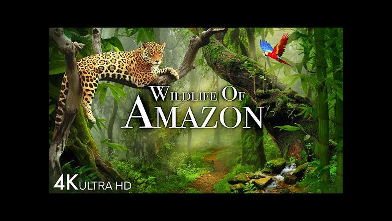 Wildlife of Amazon 4K - Animals That Call The Jungle Home | Amazon Rainforest