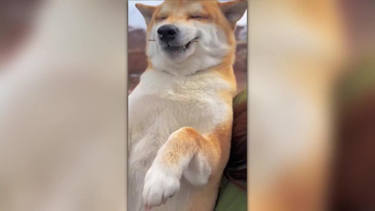 Cure Your Depression With The Funniest Pet Videos Ever!