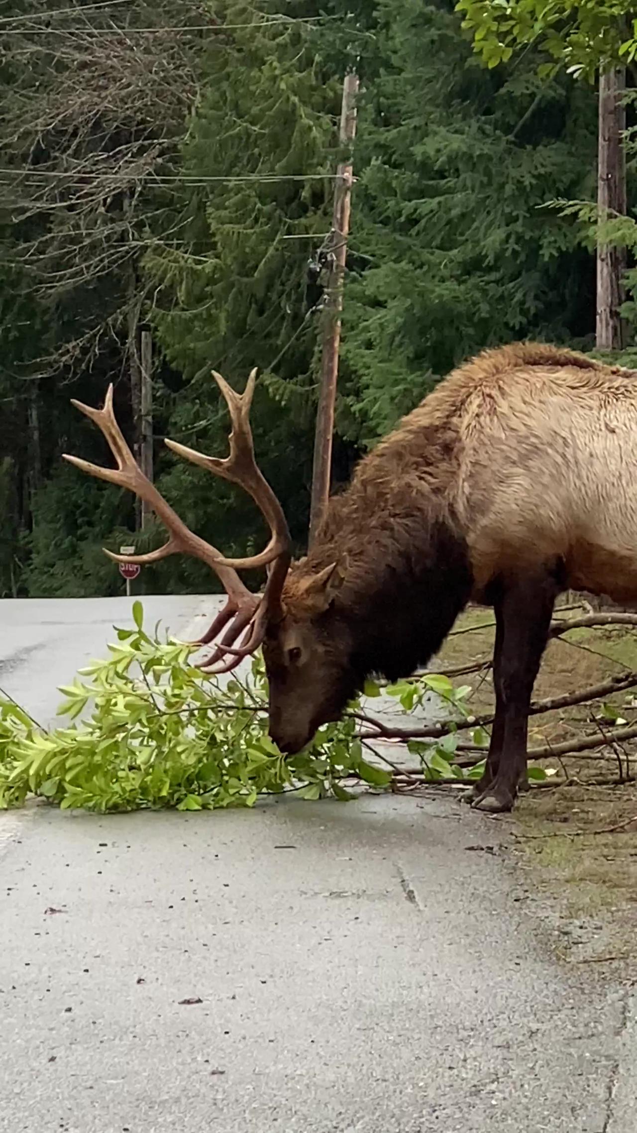 Elk Collects His Lunch