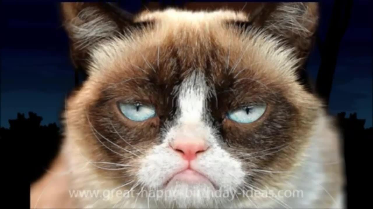 GRUMPY CAT !!! HAPPY BIRTH DAY SONG !!! TOO FUNNY !!!