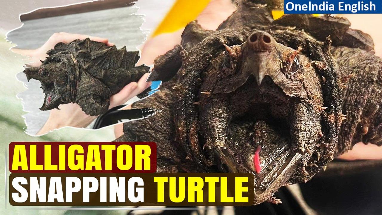 Alligator Snapping Turtle Discovered in Cumbria, Jaw Strong Enough to Bite Through Bone | Oneindia