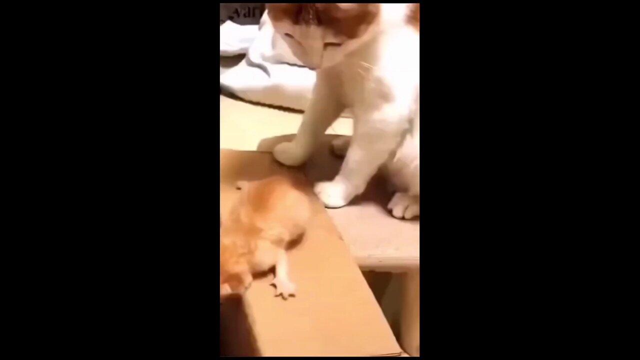 Funny Cat Baby Moments 😹👶" funny shot video