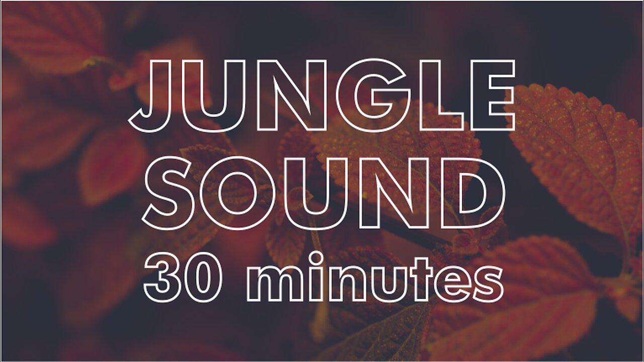 JUNGLE SOUND FOR RELAX MOMENT 30 MINUTES