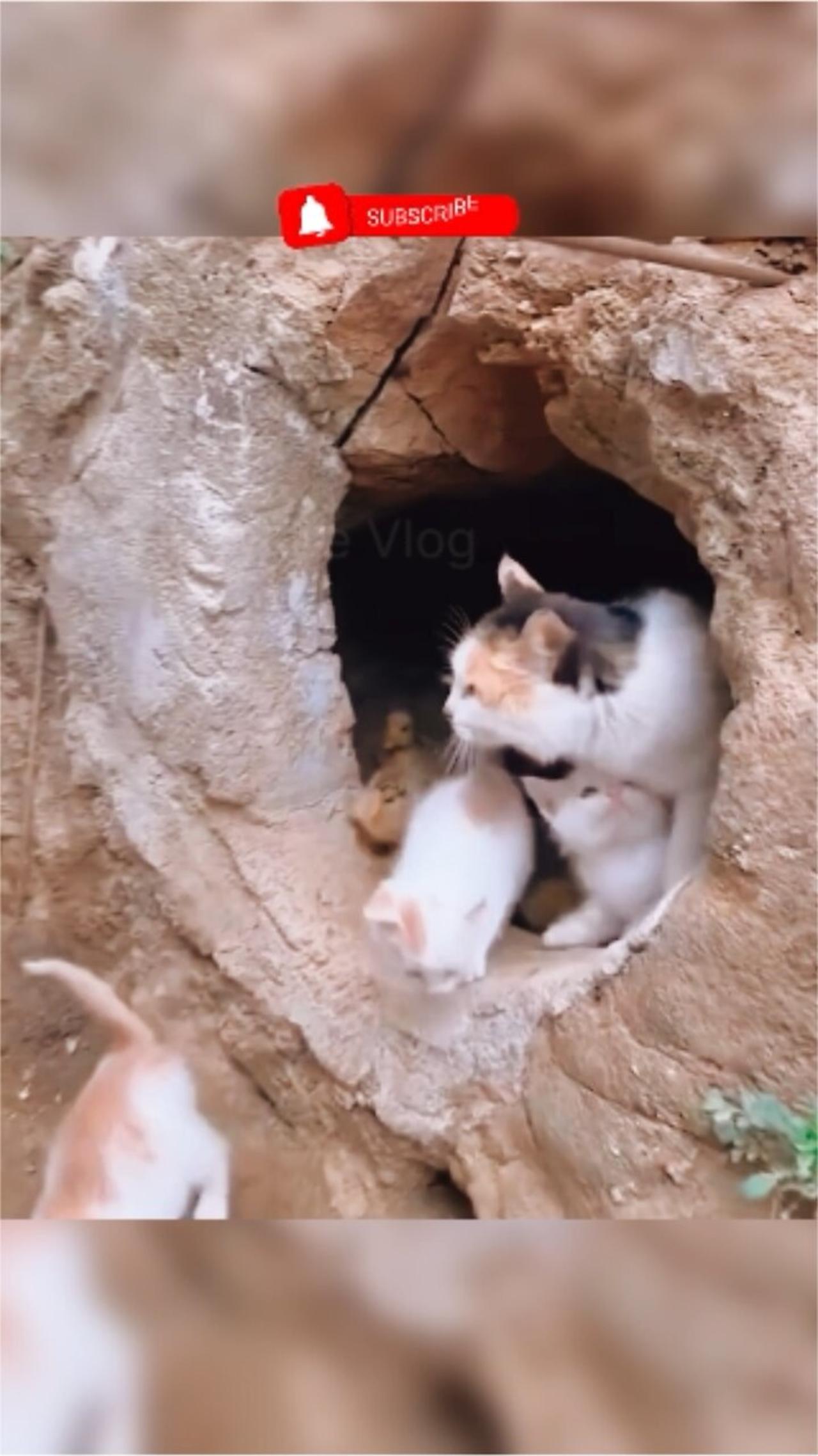 The Great Escape: Mother Cat Leads Her Babies to Freedom