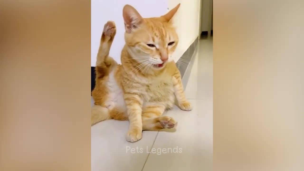 "Hilarious Cat Antics: A Must-See Compilation!"