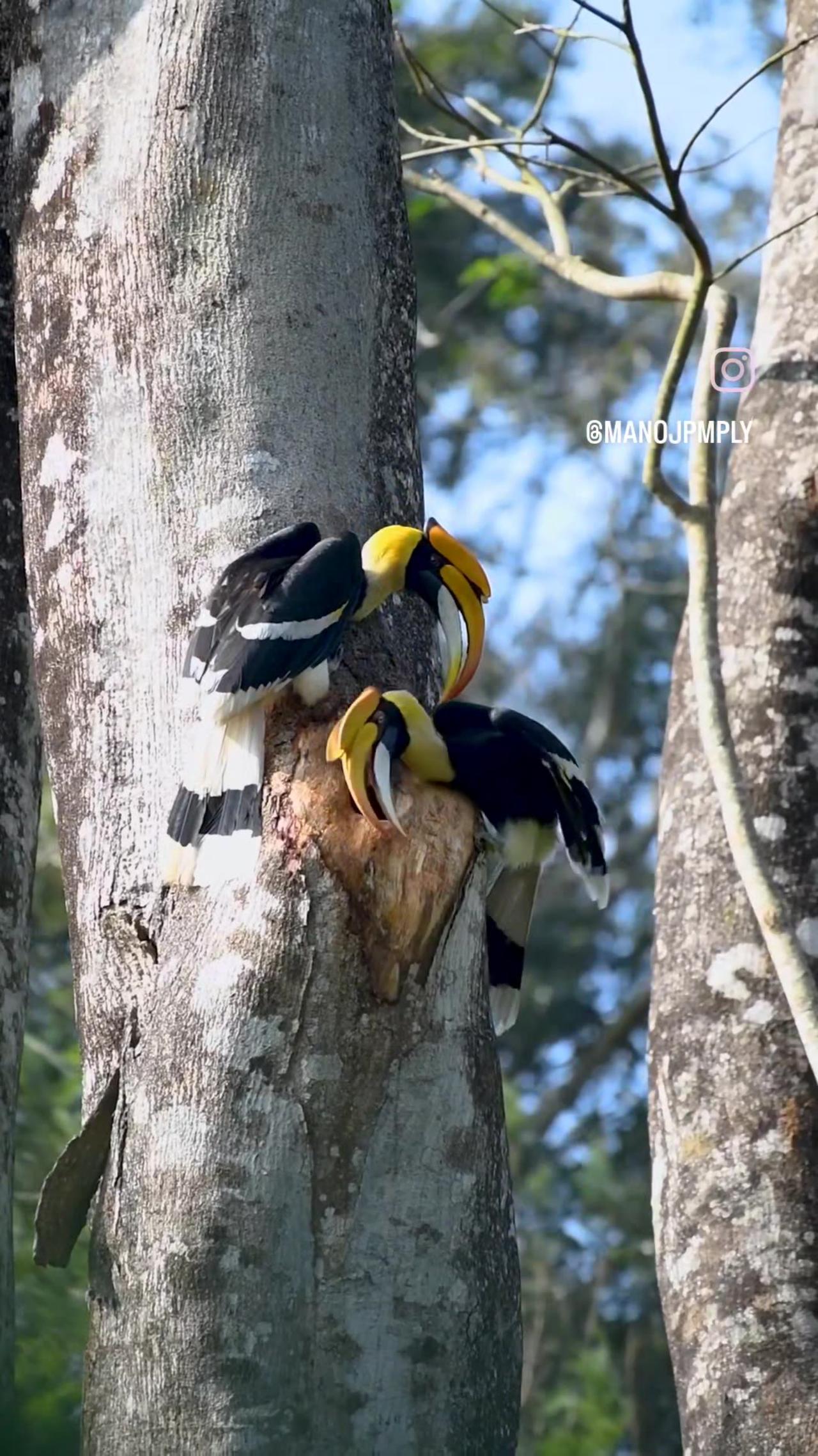 Great Indian hornbill making nest