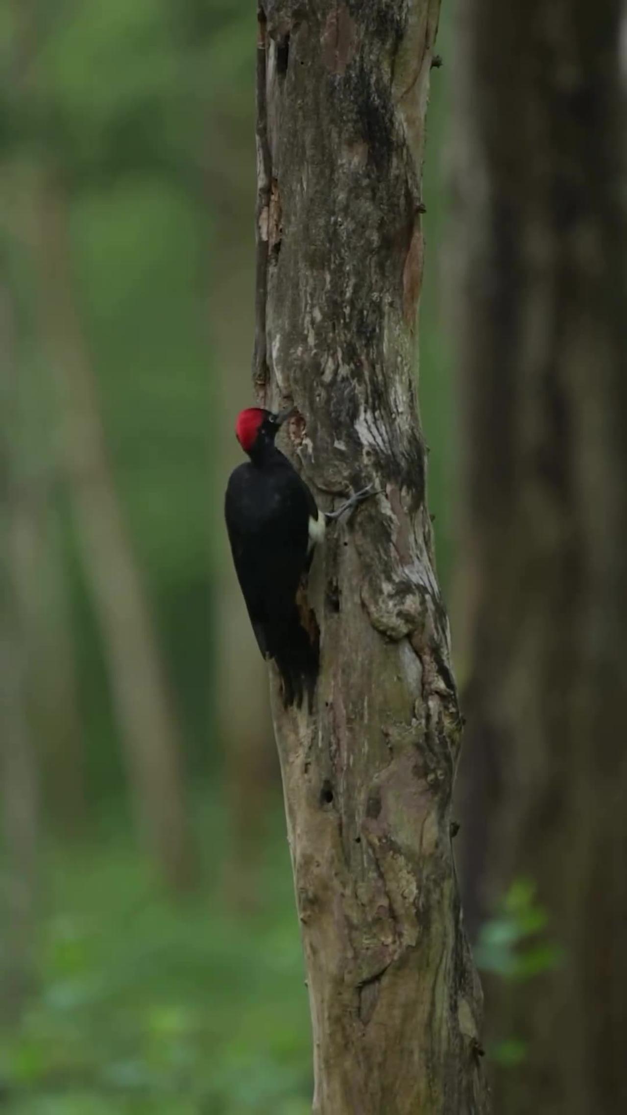 Indian woodpecker