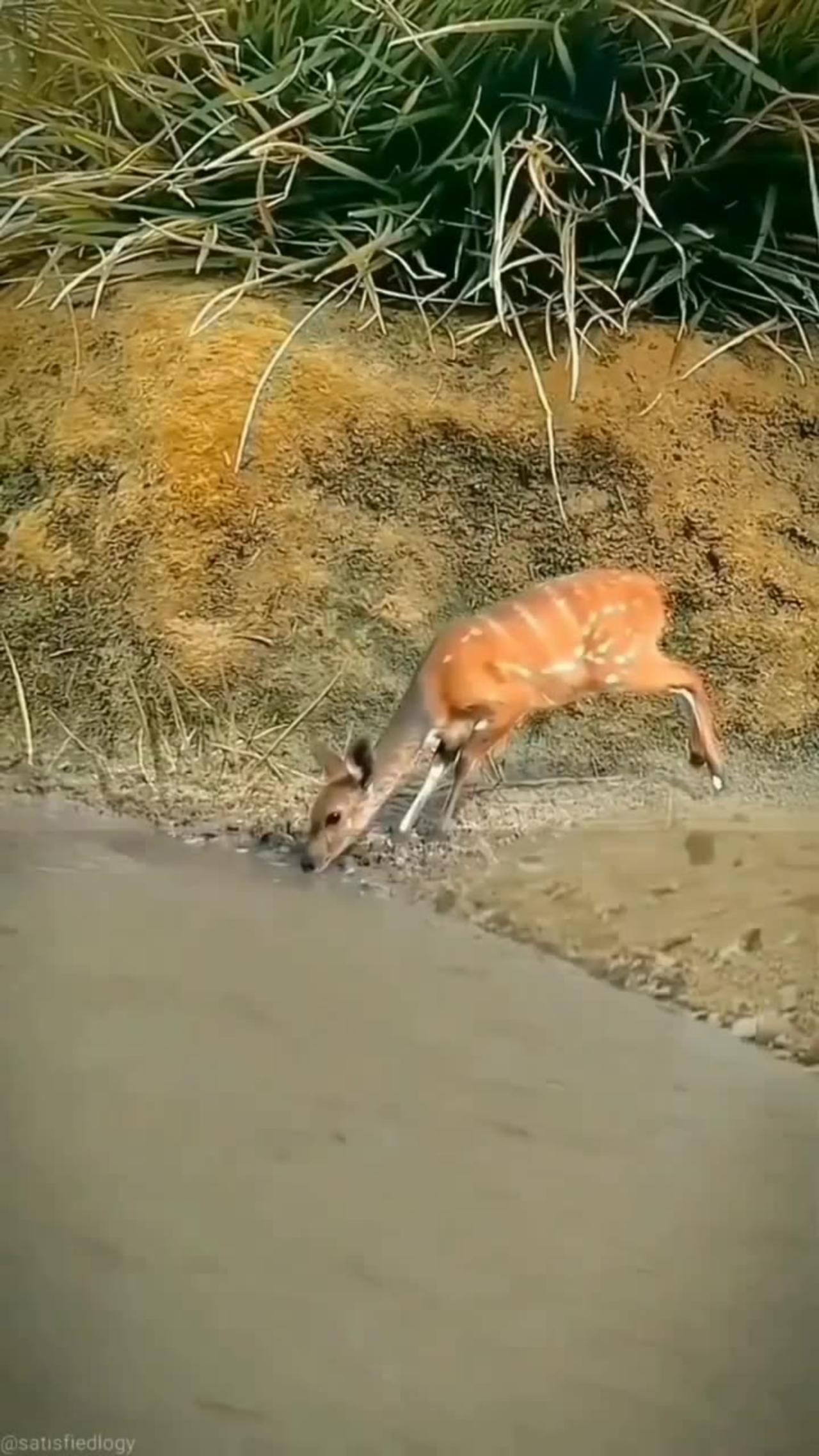 Crocodile attack on deer 😯