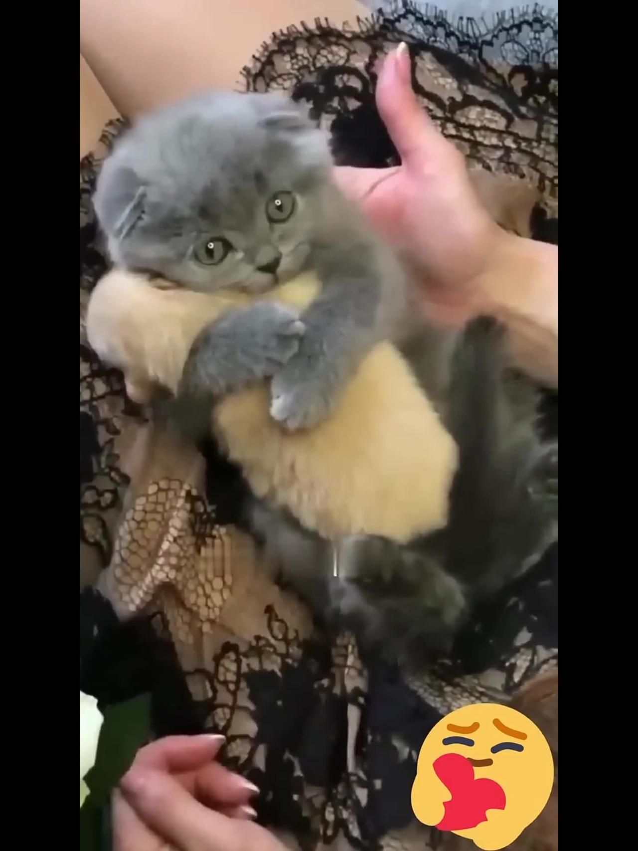 Hey one in a Million love cat 😻💖🐕 Cute kitten hugs puppy