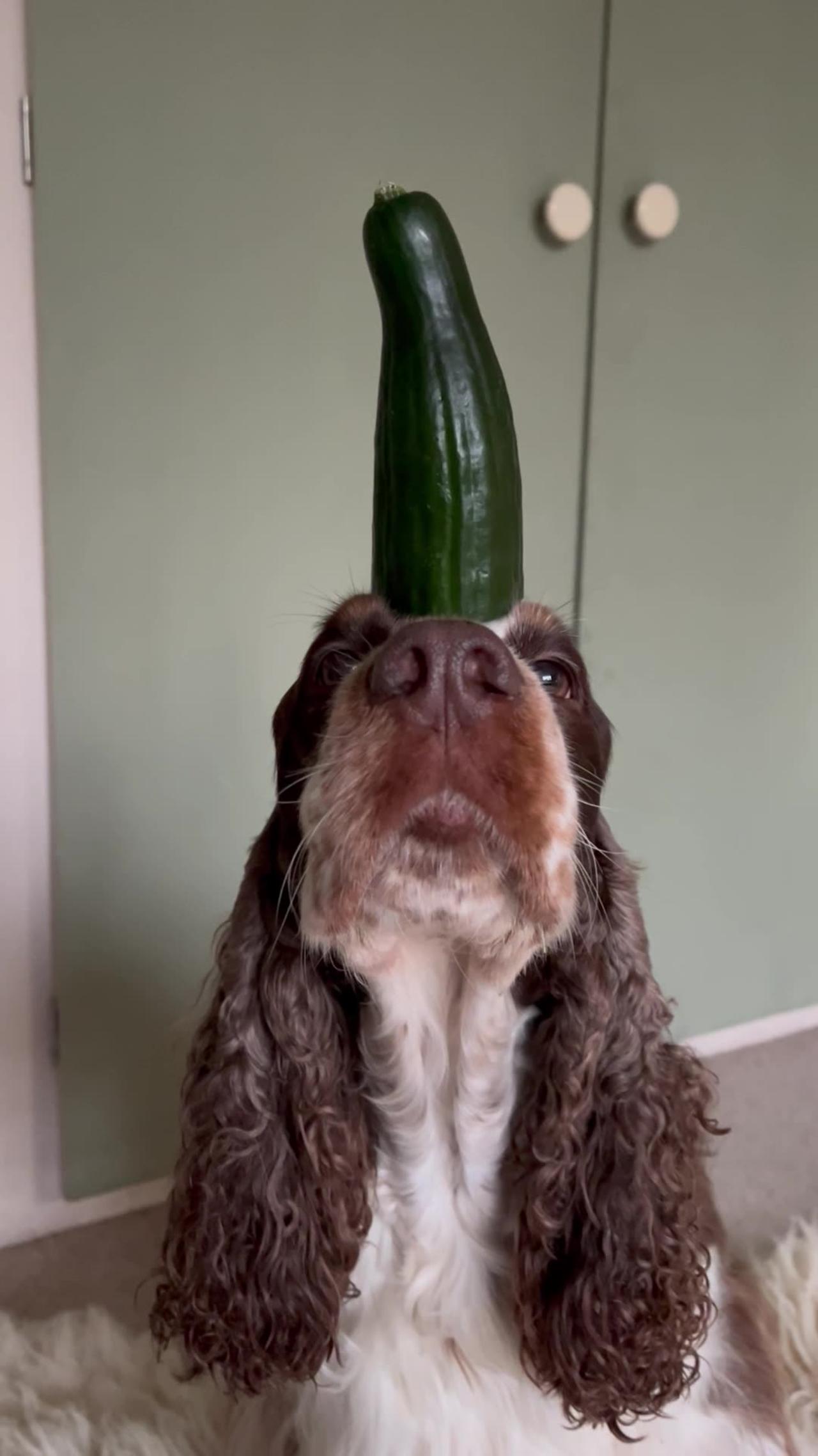A Very Patient Cocker Spaniel Balances a Cucumber on Her Head