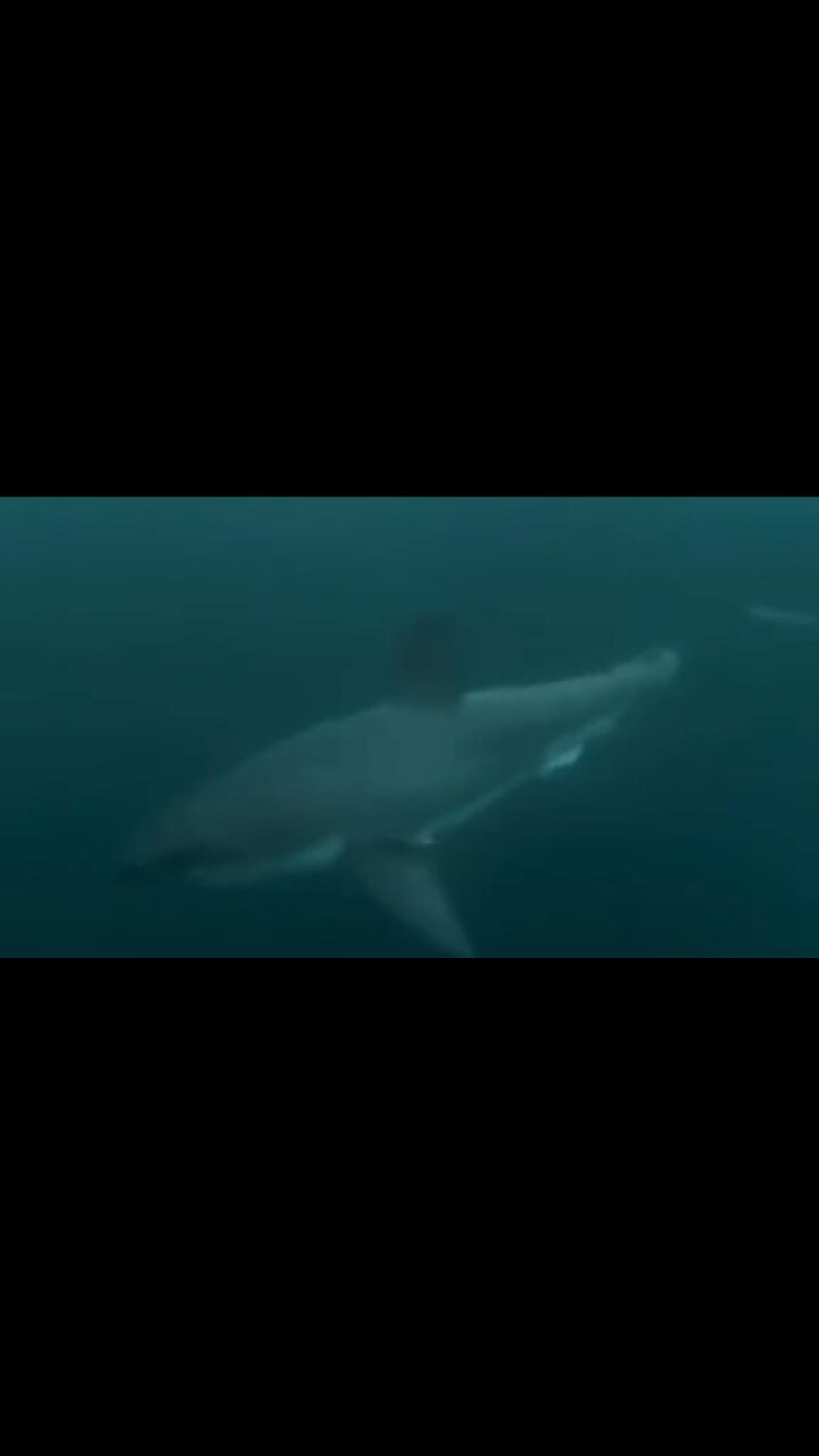 Great White Shark Encounter While Swimming