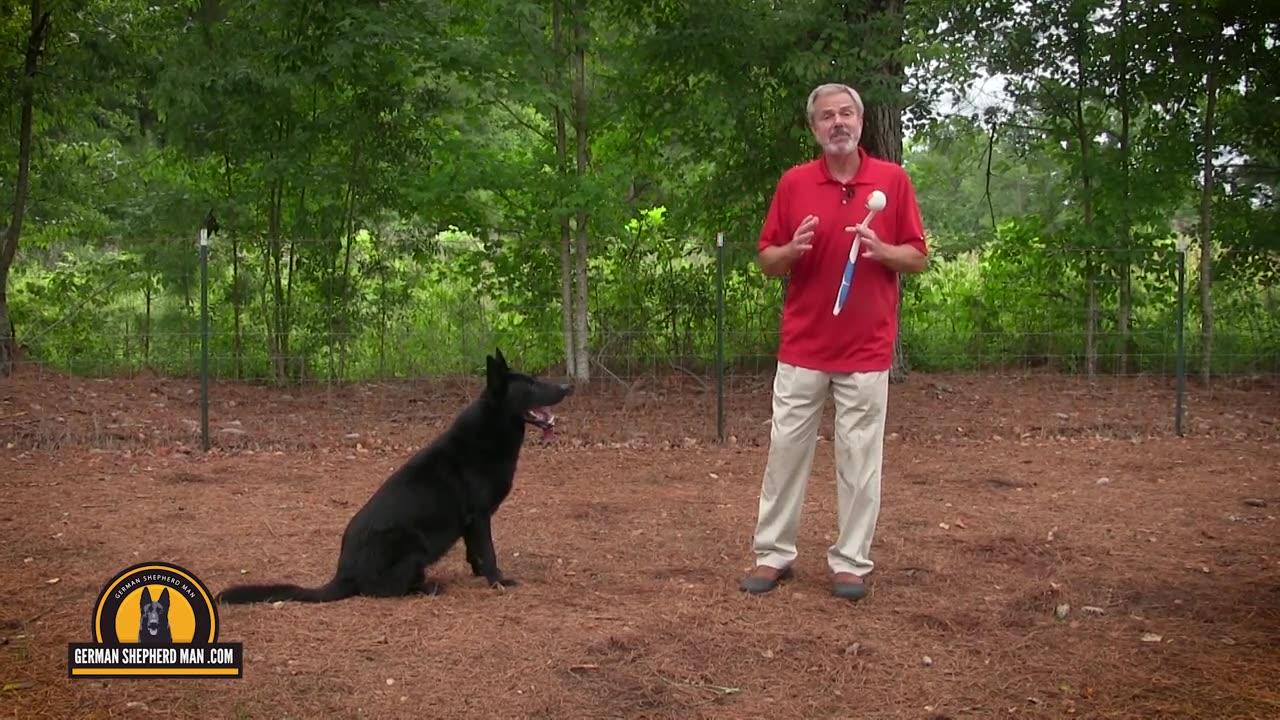 Teaching a German Shepherd to STAY with GSM