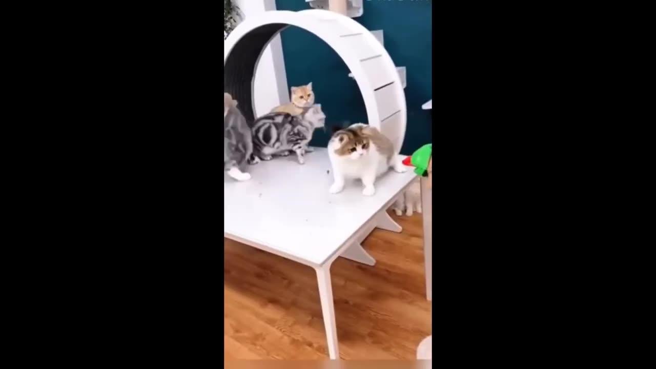 Funny Animal Cat and Dog Part 1