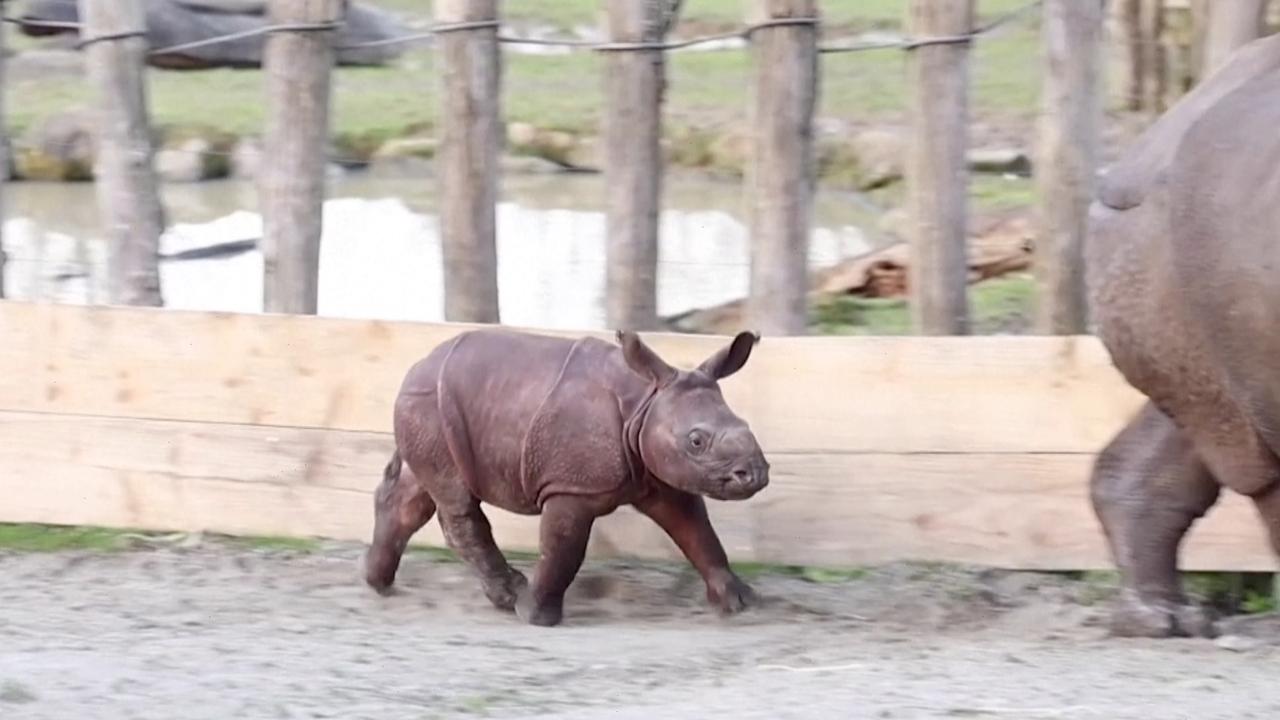 Endangered Rhino Calf Born in Western France Zoo
