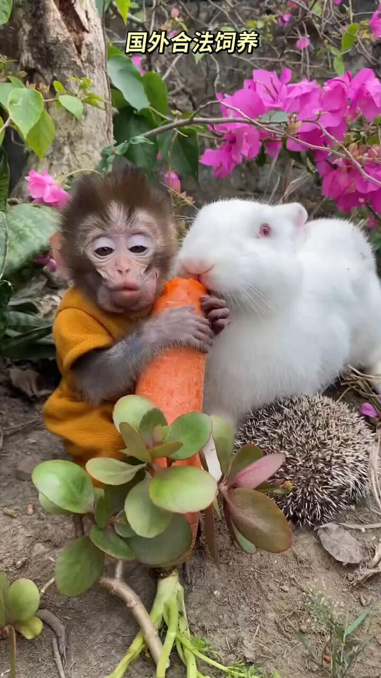 so cute animals 💕 rabbit and money little 🔥 #animal
