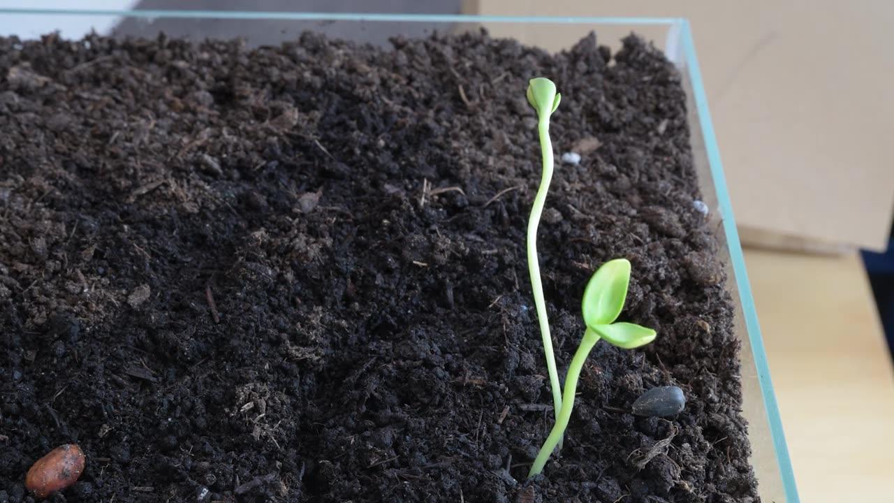 Timelapse sunflower sprout phototropism