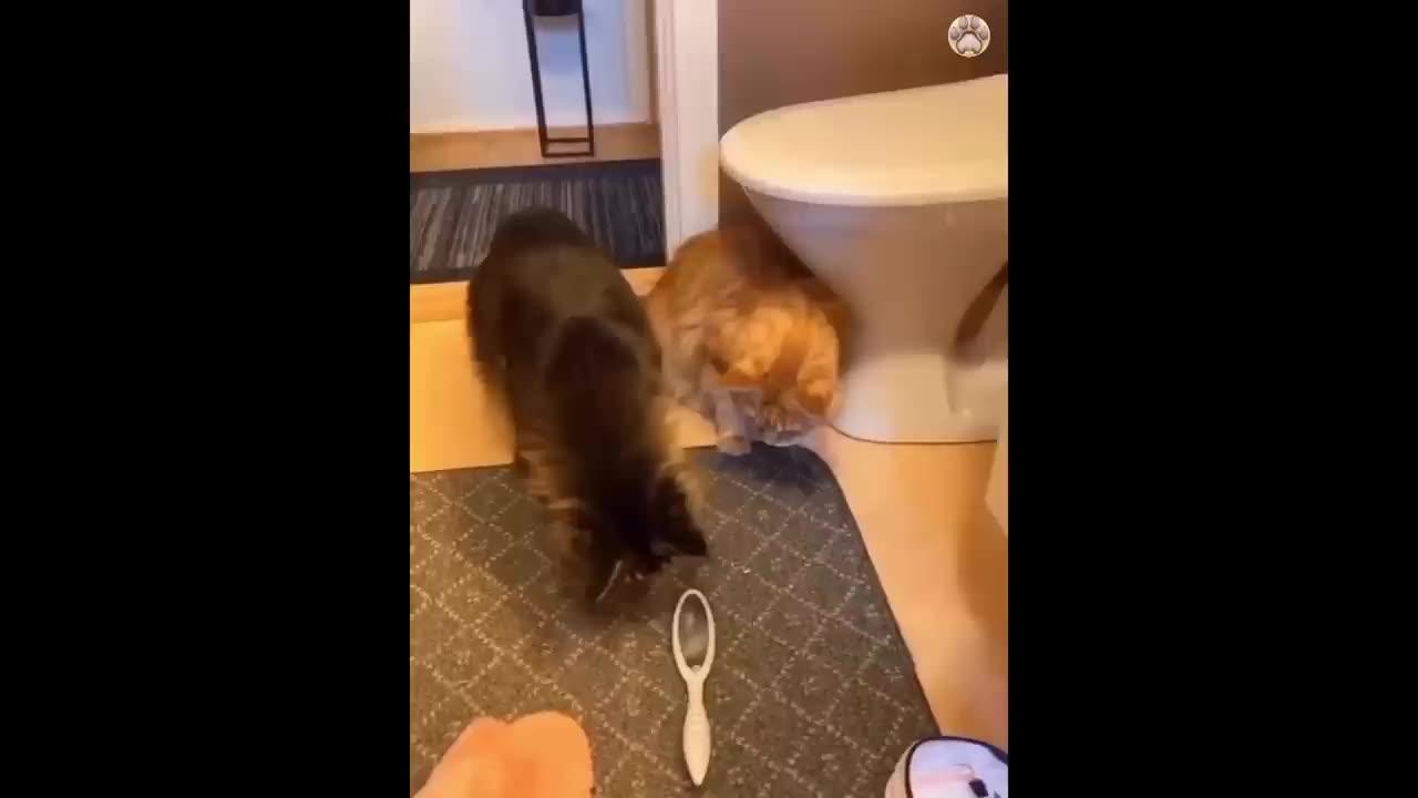 Funny Animals Cats And Dogs