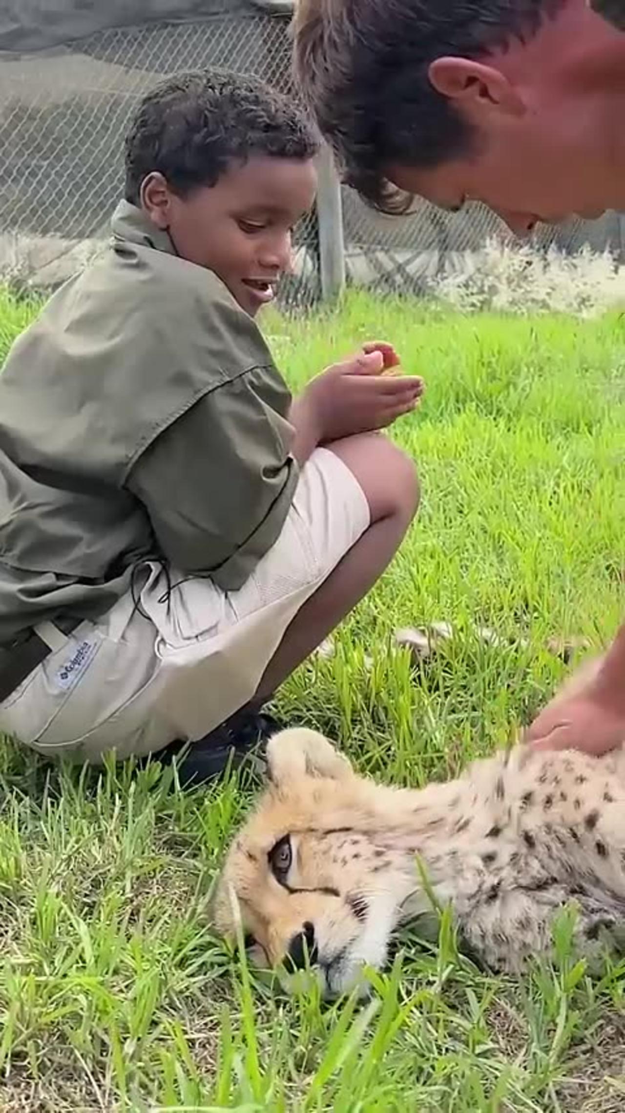 Would You Pet a Cheetah in Africa?