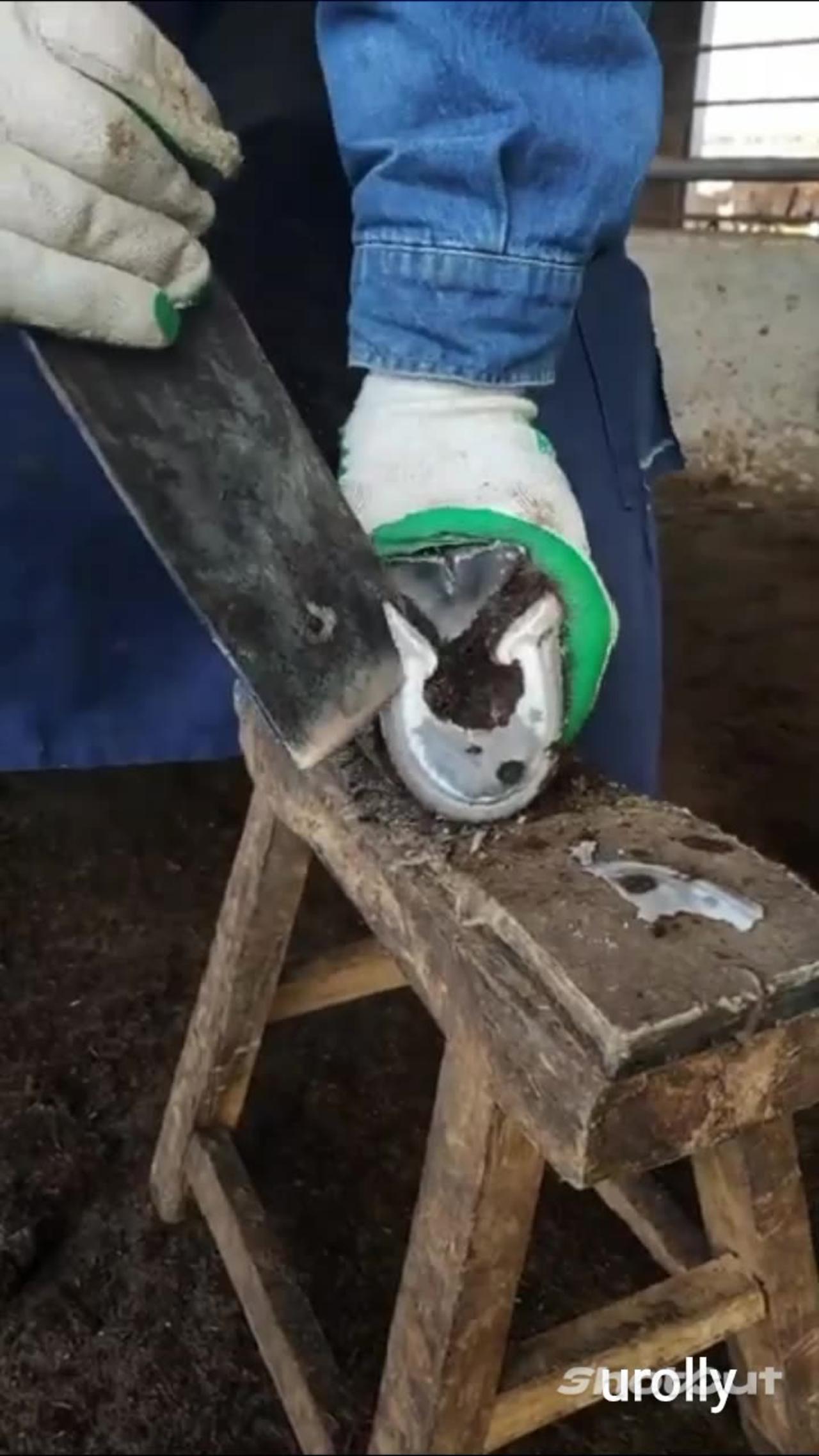 Treating Hoof of a cow suffering from overgrown untreated hoof.