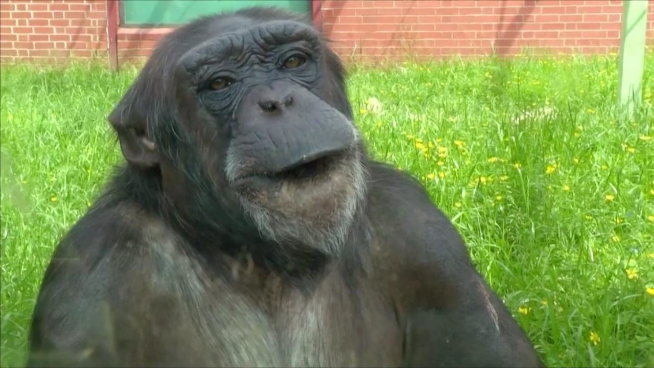 Great Apes Mirror Childlike Teasing Tendencies in Incredible Research Footage