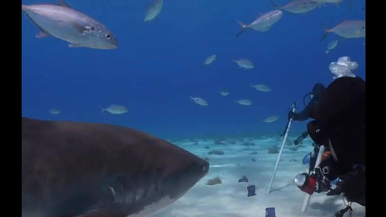 Tiger Shark in Bahamas