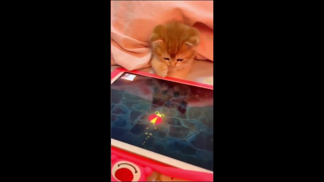 Funny cat video❤️