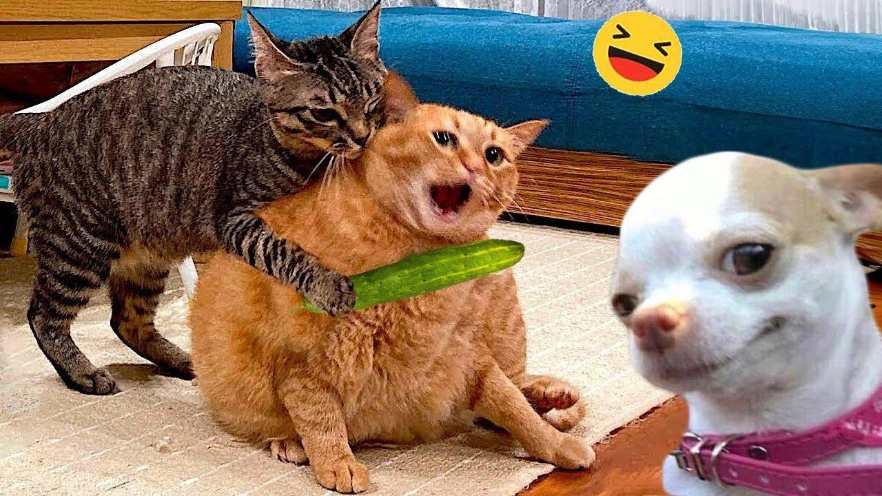 Funny Dogs And Cats Videos 2024 Funniest Animal Videos Of The week #6... please follow 🥰