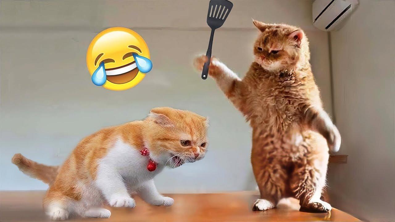 World's Funniest Cat Videos Compilation