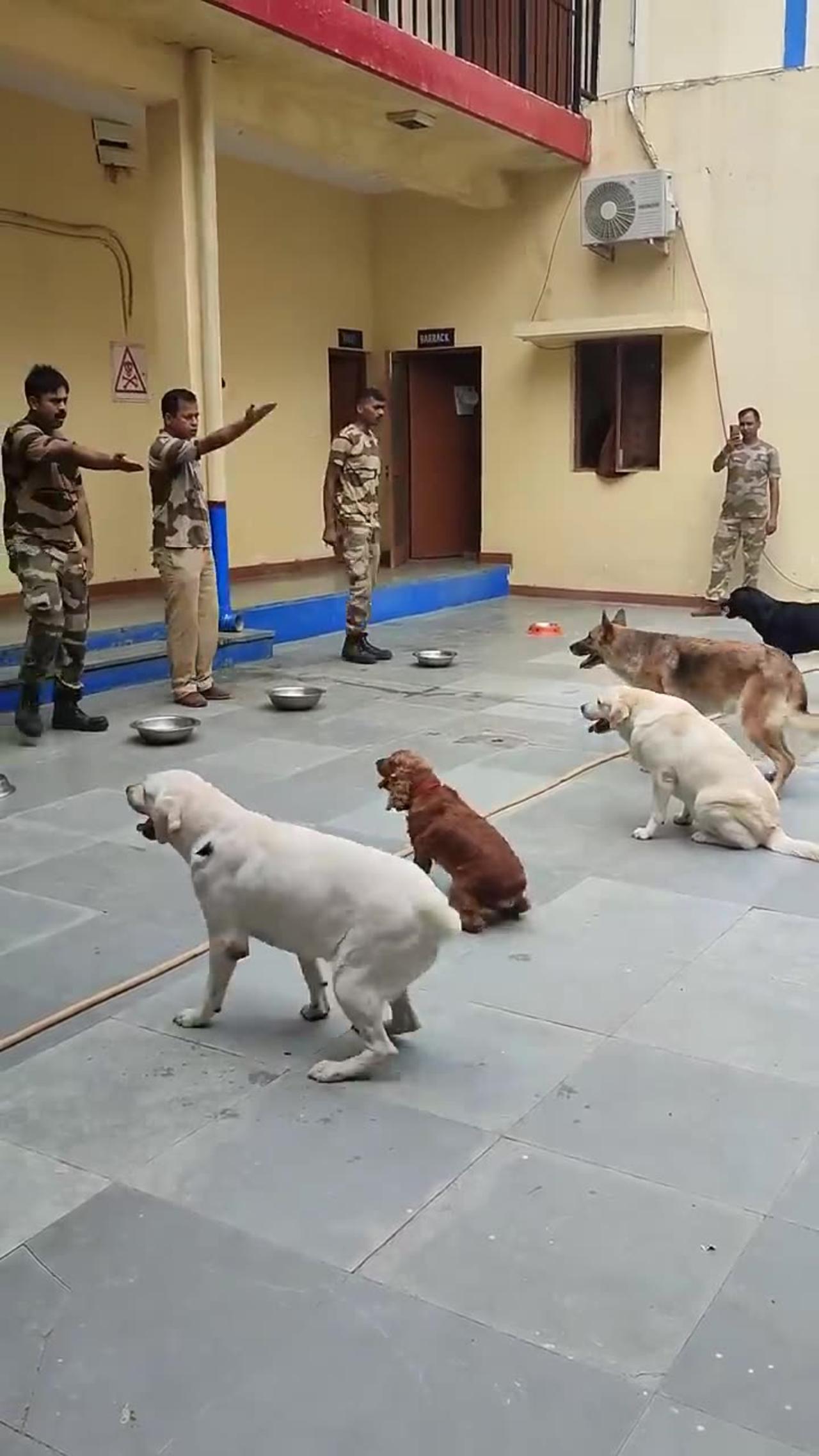 CISF dog training