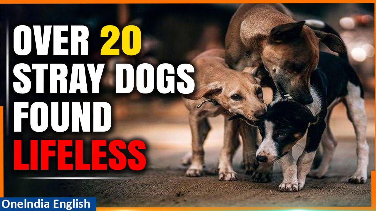 Telangana: Over 20 Stray Dogs Found Deceased, A Case of Animal Cruelty? | Oneindia News