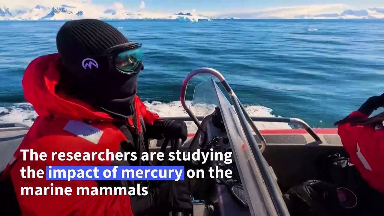 Scientists study levels of toxic mercury in Antarctic mammals