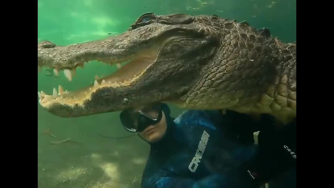 wow , Bubble rings with big Alligator