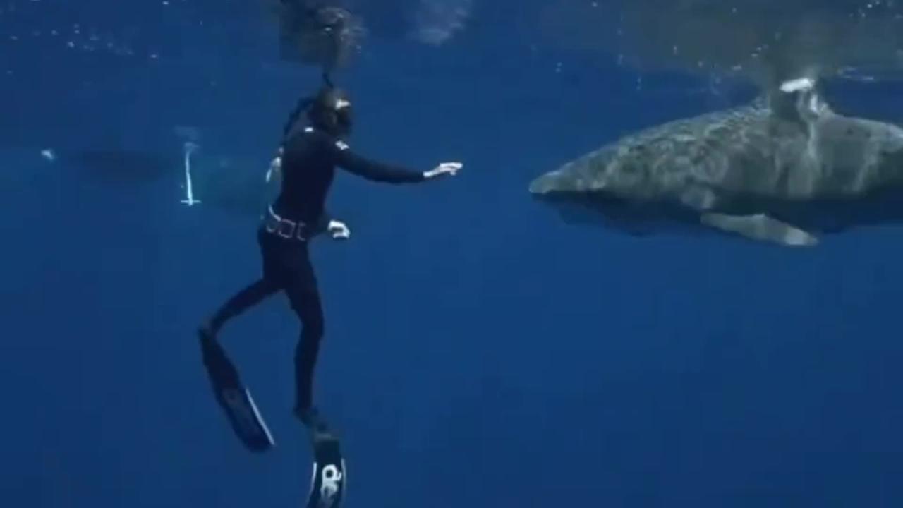 Tiger Shark Appears In Open Ocean 🦈