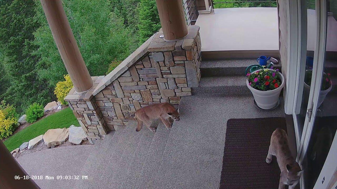 Four mountain lion cubs head to the front door