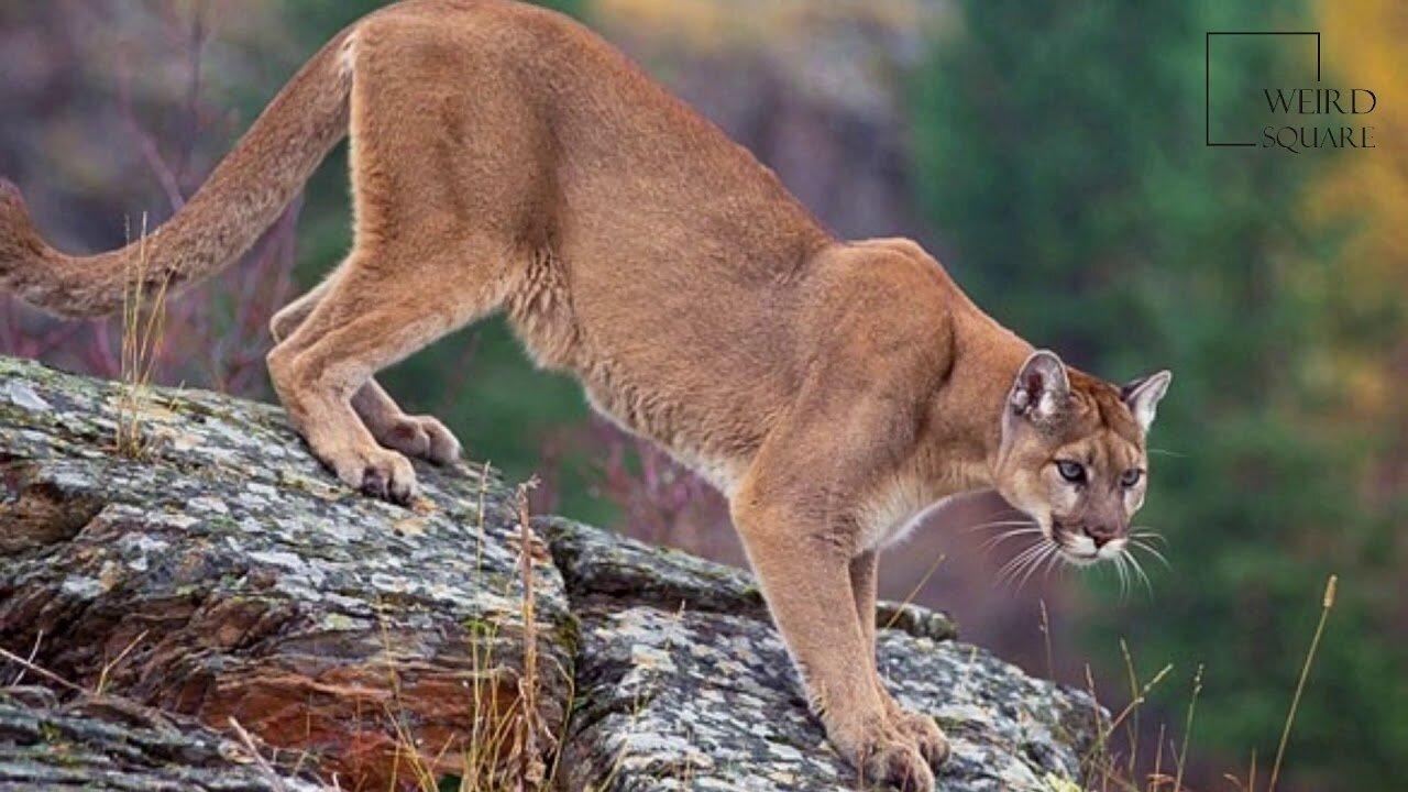 Interesting facts about mountain lion by weird square