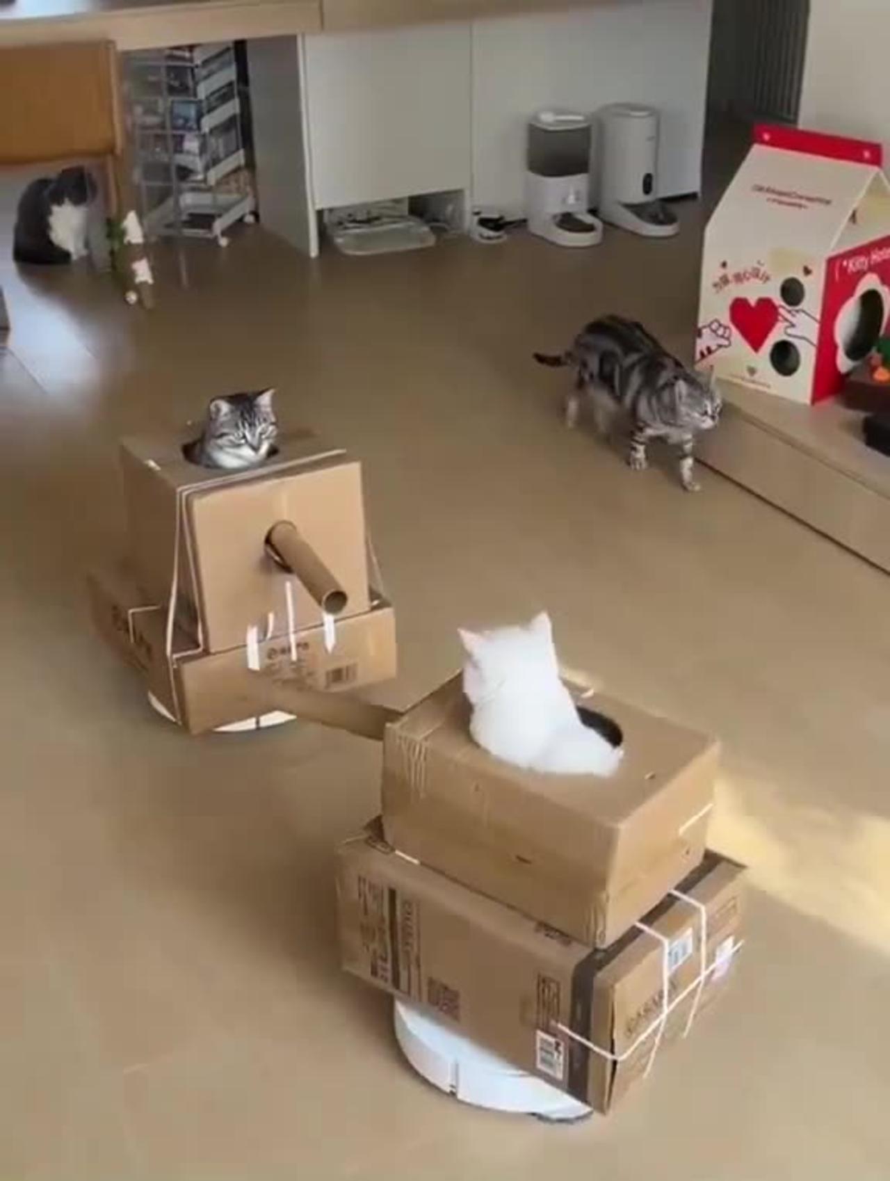 Cats  Getting ready for war in tanks