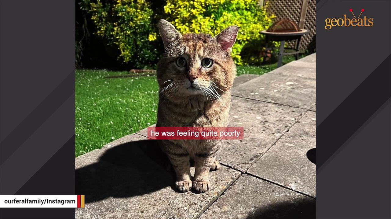 Scared feral cat turns to mush for his rescuer