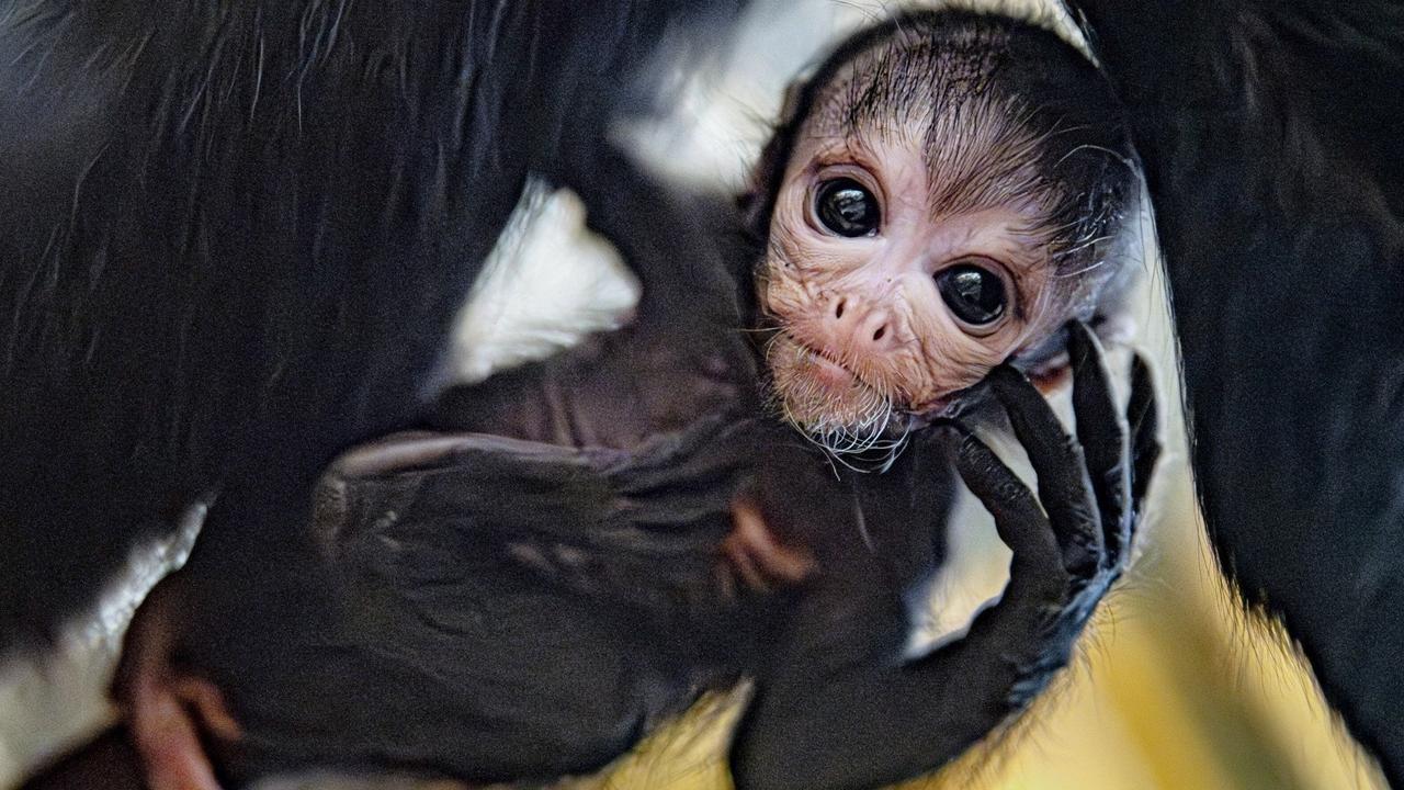 Chester Zoo Welcomes the Birth of Rare Spider Monkey Baby