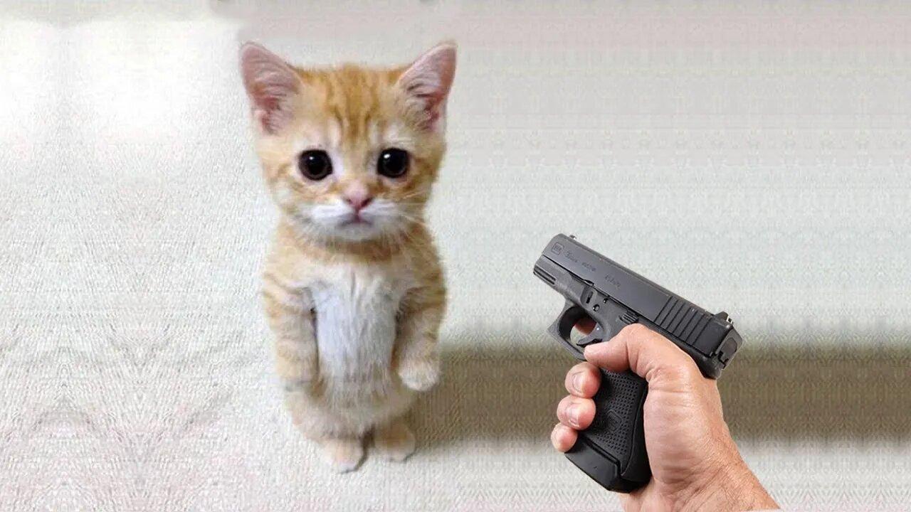 Funny cat 😽 vs Gun 🔫 - Funny Animals 😂 playing dead on finger shot Compilation