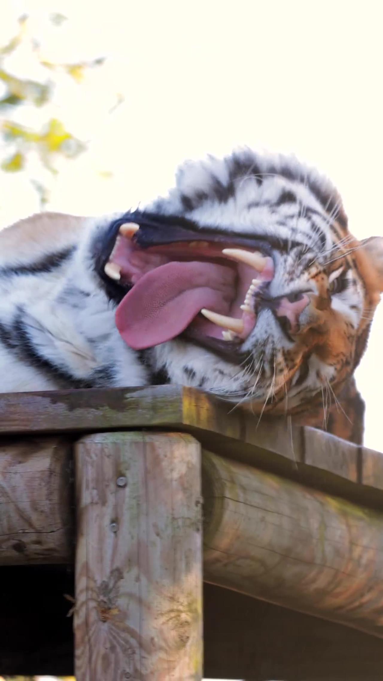 "Predator Royalty: The Tiger King's Legacy"
