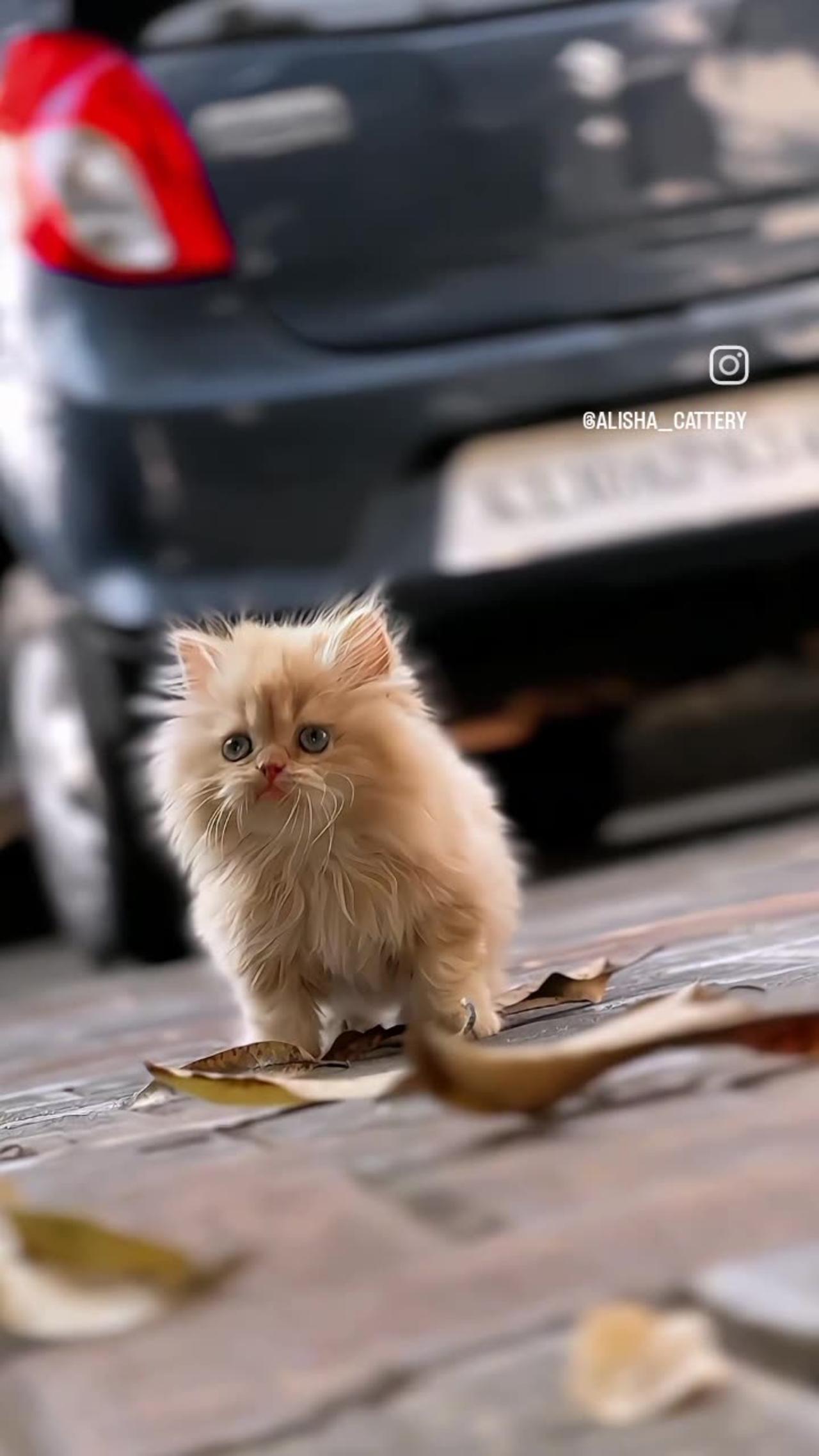 Cute cat video hd