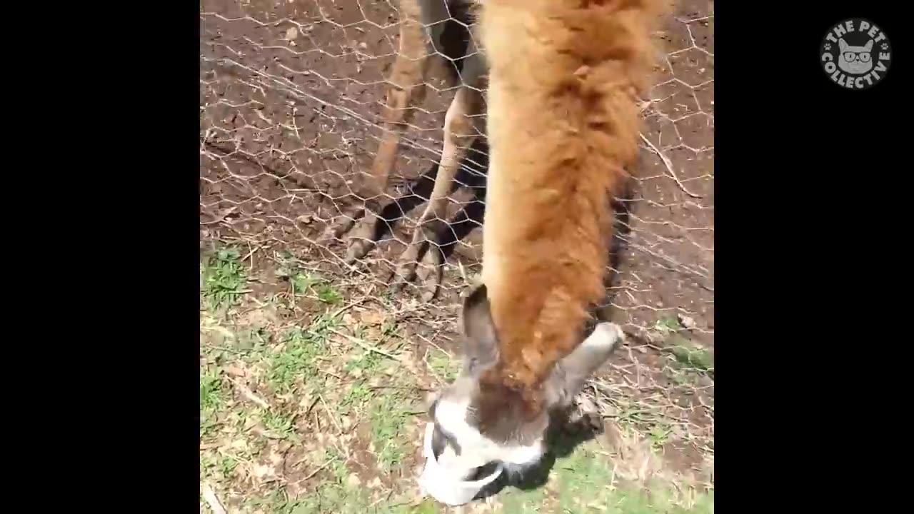 Unexpectedly Hilarious Animal Encounters: A - One News Page VIDEO